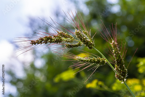 Echinochloa crus-galli, commonly known as cockspur or cockspur grass, barnyard millet, Japanese millet, water grass, common barnyard grass, a common weed infesting agriculture fields photo