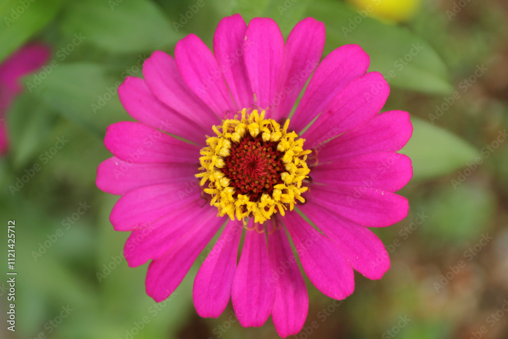 flower flower