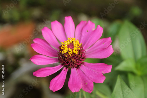 close up of pink flower