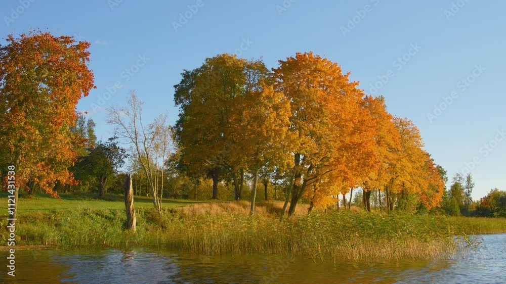 Autumn Trees by the Lake with Golden Foliage.