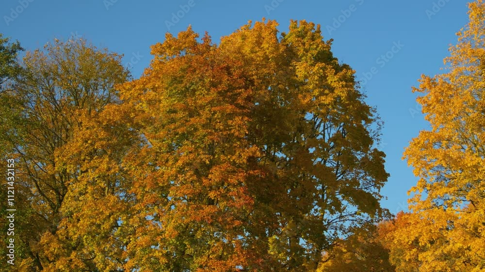 Golden Autumn Leaves Against a Clear Blue Sky. Golden Autumn Leaves Against a Clear Blue Sky.
