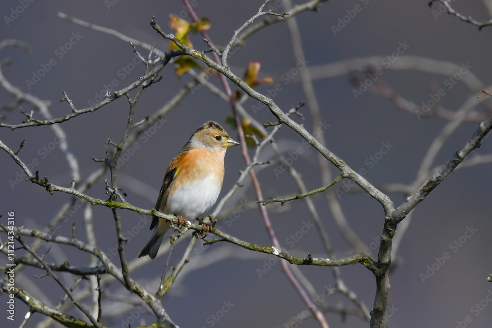 Fototapeta premium brambling bird on the meadow looking for food, in the foreground