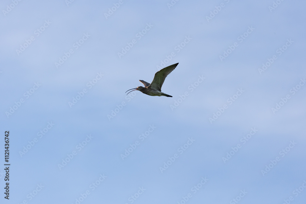 Eurasian curlew (Numenius arquata) in flight Eurasian curlew (Numenius arquata) in flight