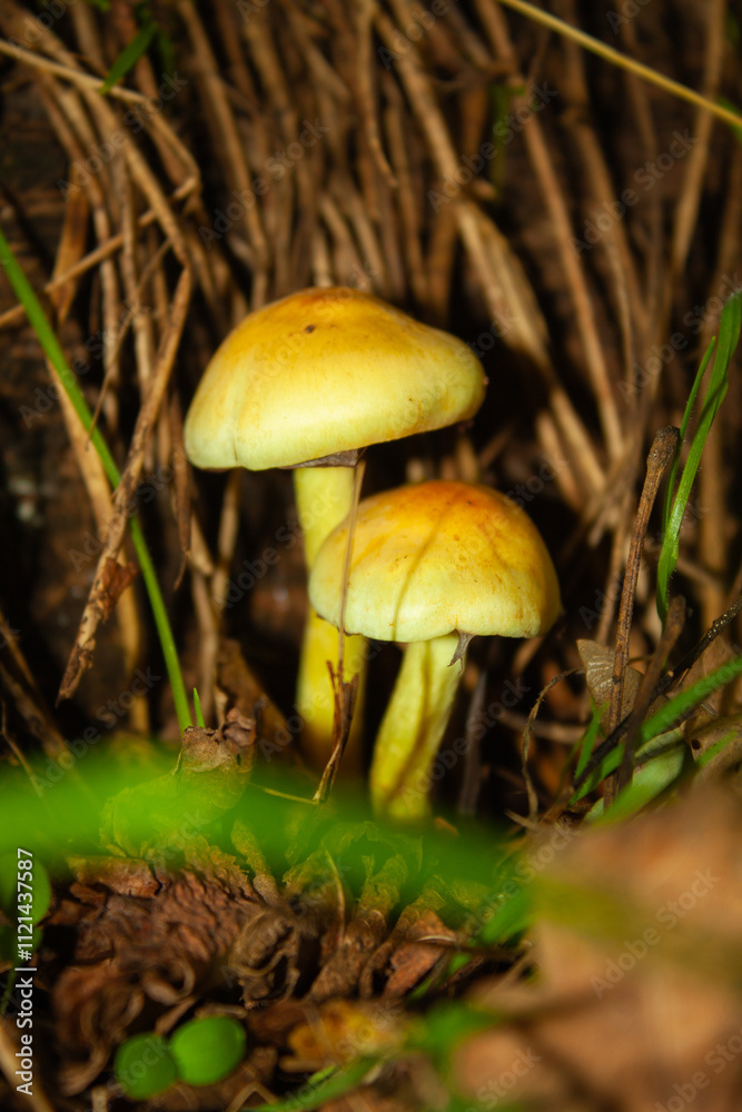 mushrooms in the forest mushrooms in the forest