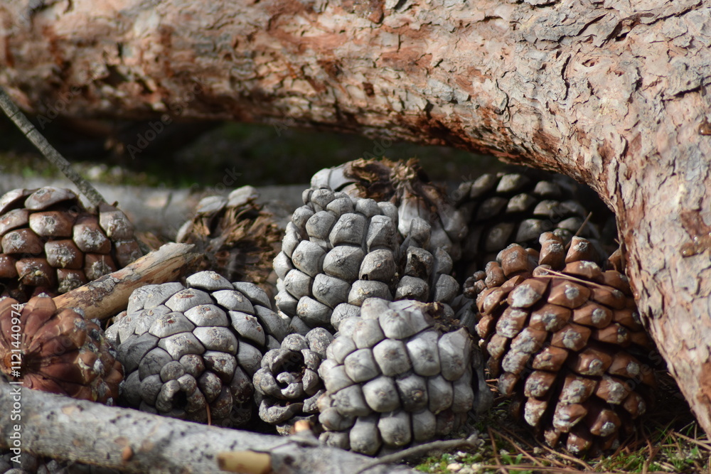 Background of pine cones grouped aronund trunk Background of pine cones grouped aronund trunk