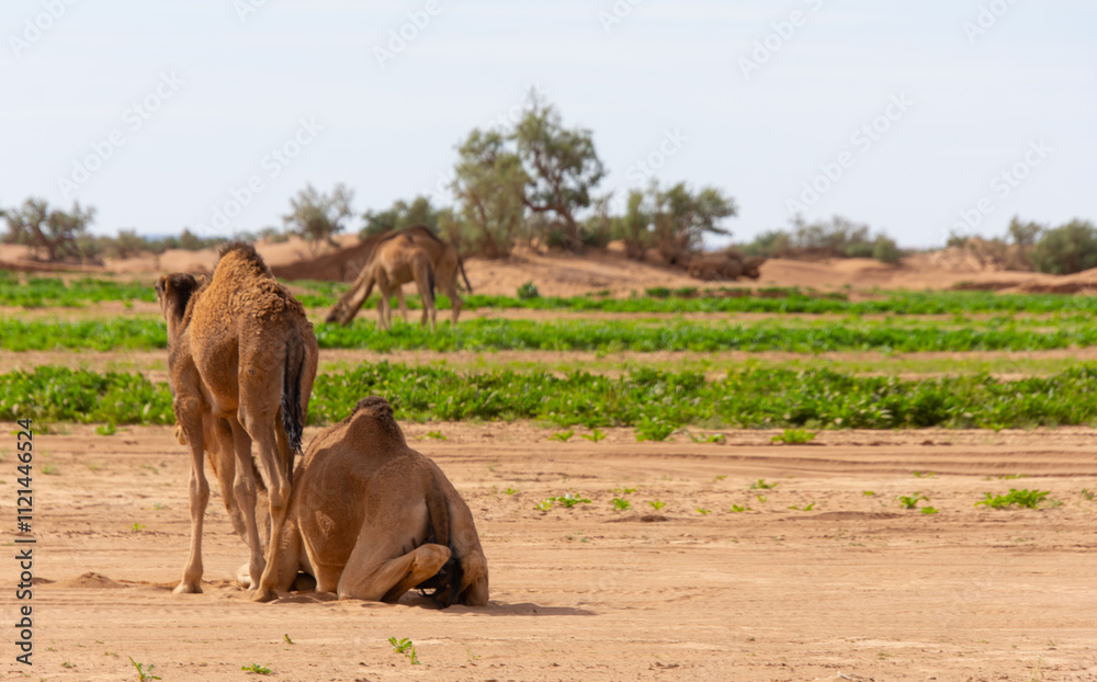 Naklejka premium Dromedary walking freely in the Sahara desert somewhere in Morocco