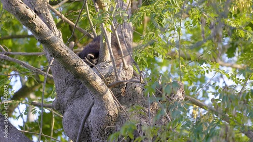 Wild raccoon in France. The animal wakes up and emerges from the hole in its tree at sunset.