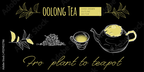 Line art tea from plant to pot. Hand drawn vector tea illustration. Oolong tea design for online and print tea projects. Outline line art with flat colored details for bar or cafe menu designs. 