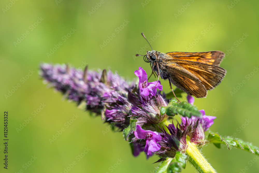 Skipper butterfly on purple flower Skipper butterfly on purple flower