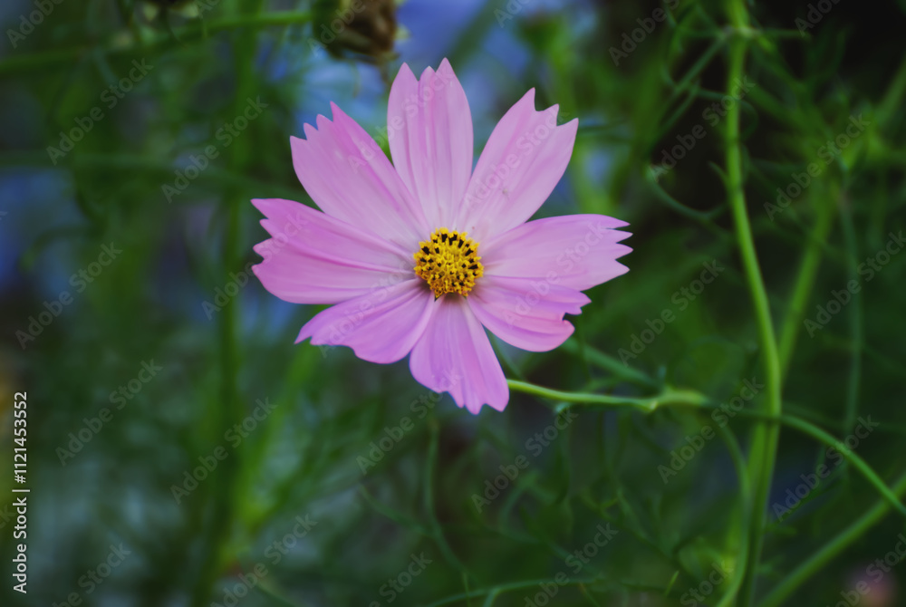 Obraz premium Cosmos flower