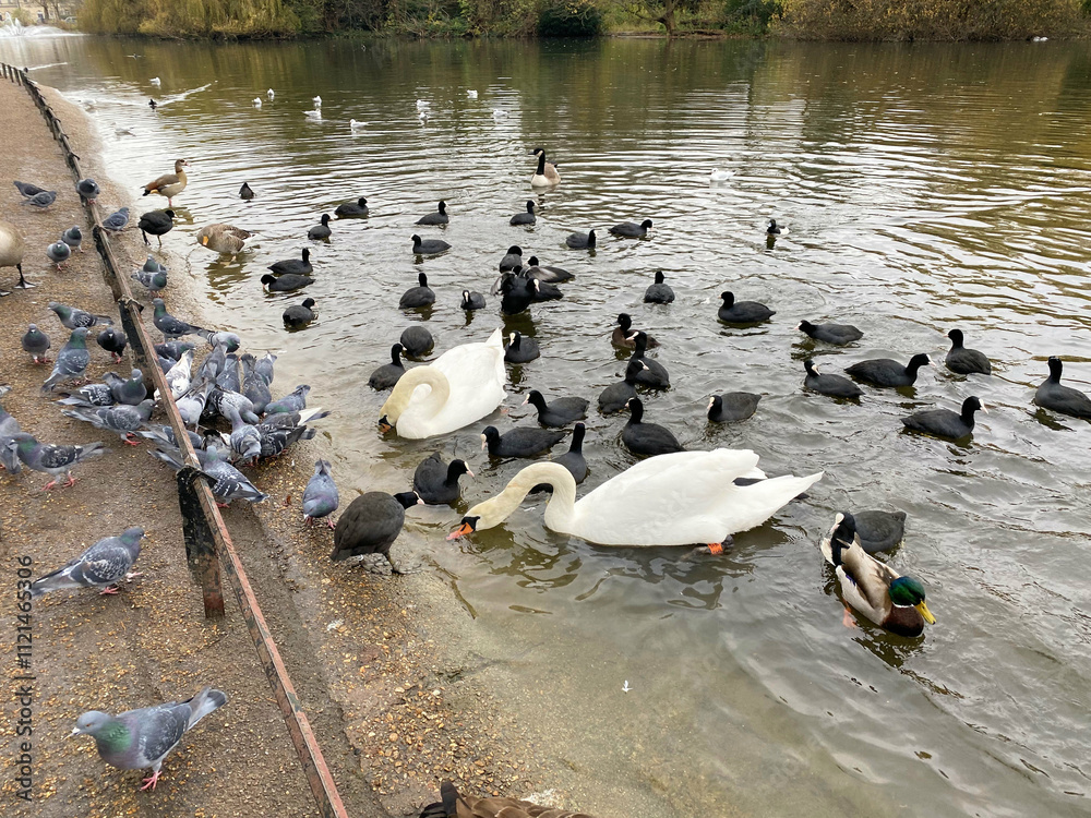 Obraz premium ducks on the water