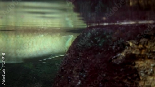 Silver Arowana swims in the water photo