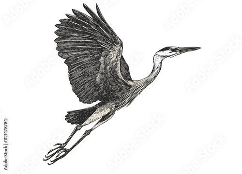 Vintage art hand-drawn heron, aquatic animal sketch, antique style, black illustration, wildlife vector, print design, rodent, retro wildlife decor, nature art.