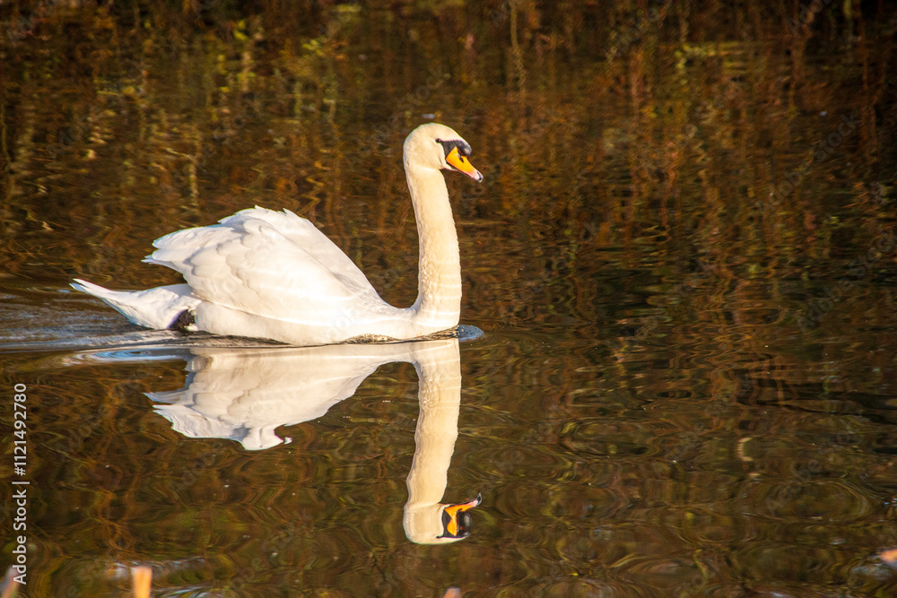 Naklejka premium A close up view of a adult swan swimimg around the lake