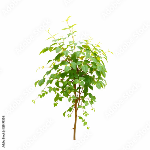 a japanese knotweed isolated on the blank background photo