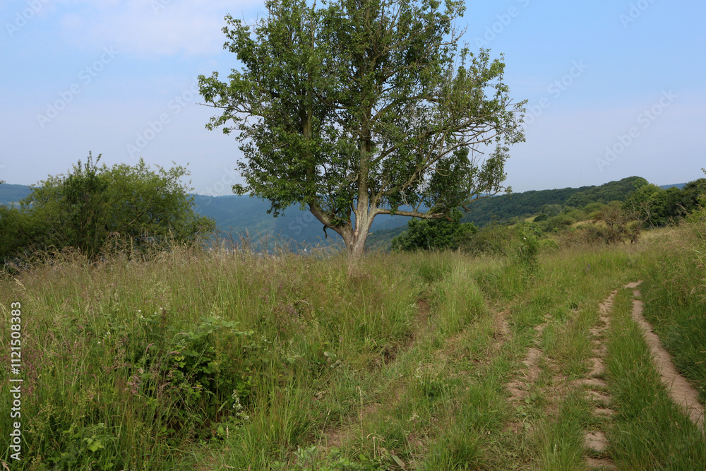 Obraz premium Rheinsteig track on approach to Kamp-Bornhofen - Hesse - Germany