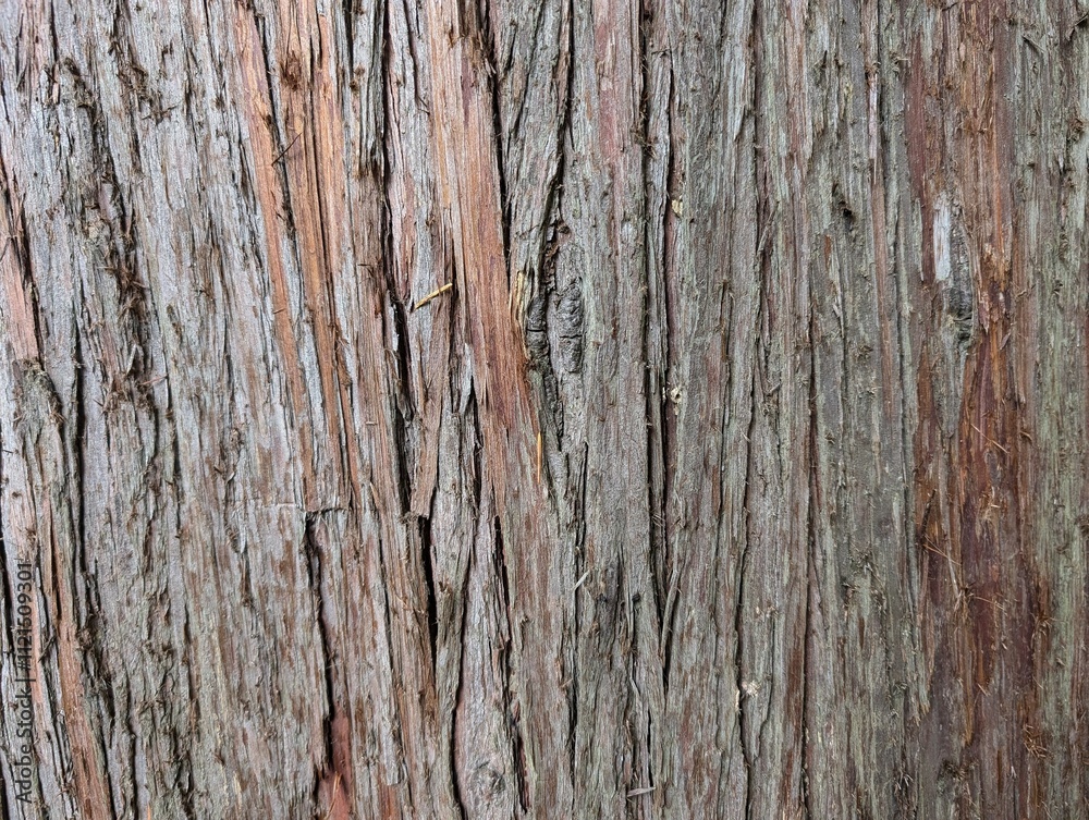Wood background. The bark of the trunk of the Thuja plicata Wood background. The bark of the trunk of the Thuja plicata