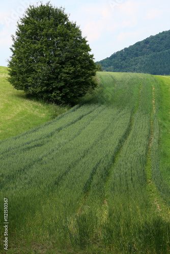 Between Lahnstein auf der Höhe and Frieland - Rheinsteig - between Braubach and Koblenz - Hesse - Germany photo