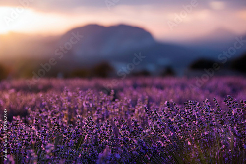 Campo de Lavanda al atardecer  photo