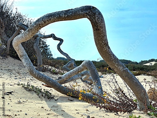 The twisted roots of a tree 