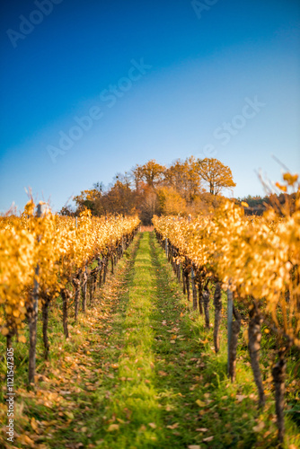 Blick durch die Weinberge in Kernen Stetten photo