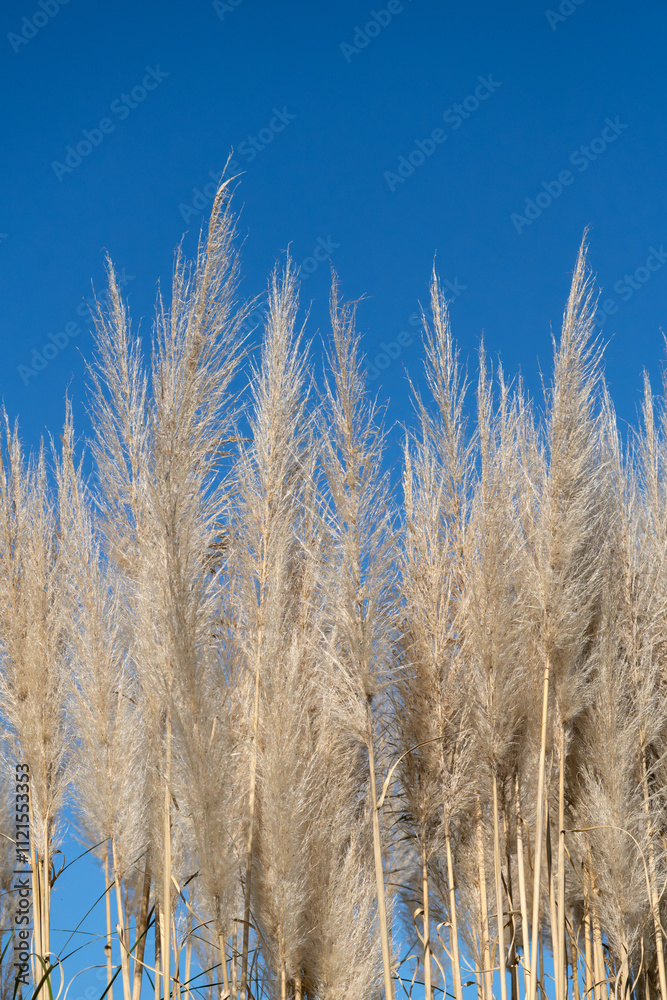 Fototapeta premium Ears of pampas grass shining in the blue sky