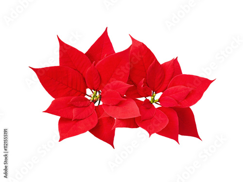 Christmas red poinsettia flowers isolated on white or transparent background photo