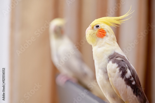 Bird pets. White Grey Yellow Corella Parrot (Nymphicus hollandicus). photo