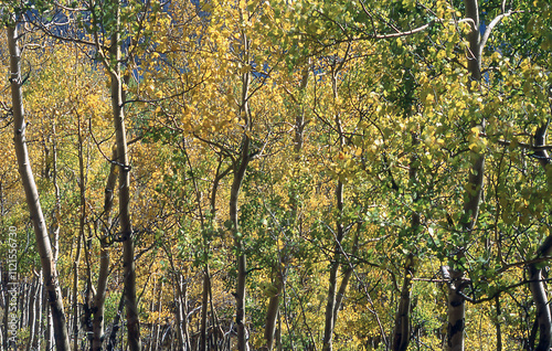 Golden Aspen Grove photo