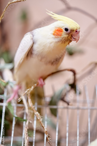 Bird pets. White Grey Yellow Corella Parrot (Nymphicus hollandicus).
