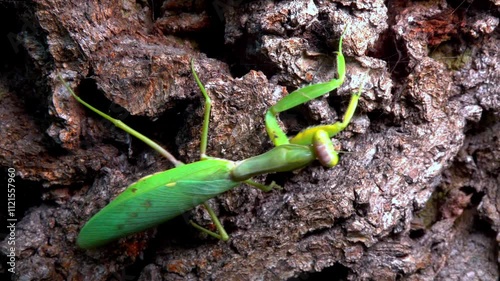 Hierodula transcaucasica - growing female tree mantis insect on the bark of an old oak tree in the garden, Ukraine photo