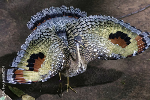 sunbittern
