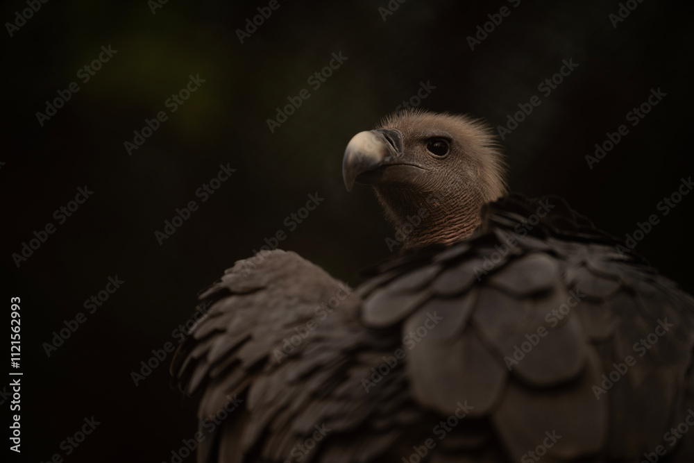 Close-up of a majestic vulture, showcasing its intricate plumage.