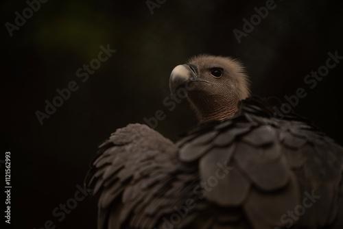 Obraz na płótnie Close-up of a majestic vulture, showcasing its intricate plumage. w salonie