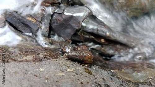 Time laps A pair of siouts, Susuh kura, Sulcospira testudinaria crawls on a rock above the surface of running water2 photo