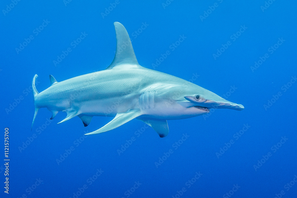 Fototapeta premium Hammerhead shark, French Polynesia