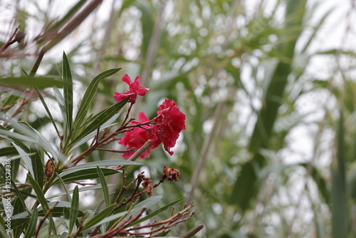 red flower in the garden