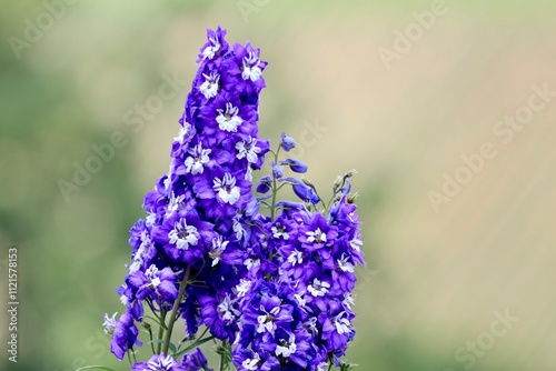 flowers in the garden