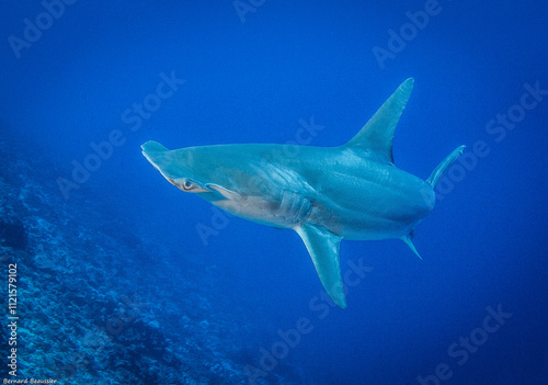 Hammerhead shark, French Polynesia photo