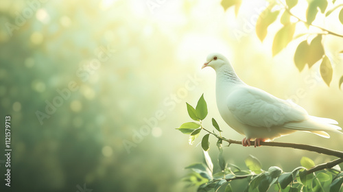 A white pigeon bird