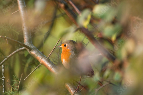 Robin bird, The European robin, Erithacus rubecula. Small cute bird sitting on a branch at sunset.