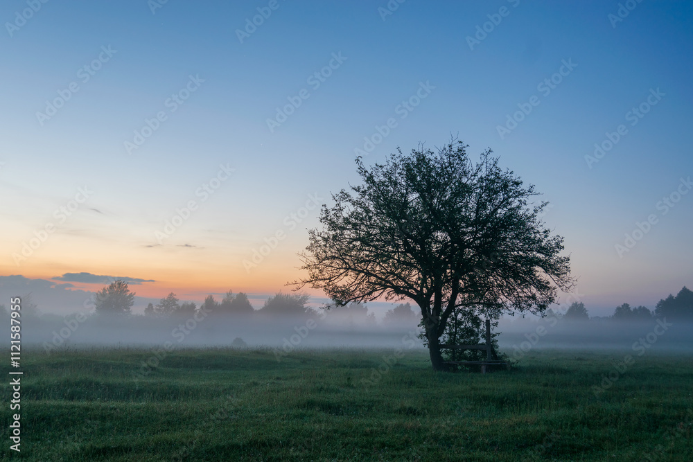 Obraz premium tree in the field