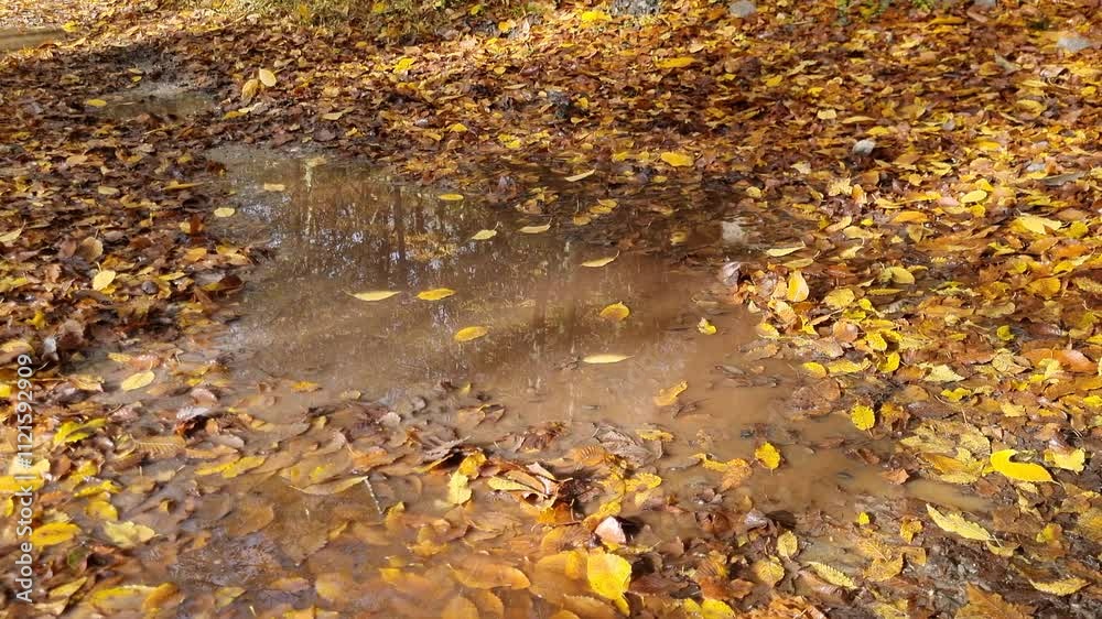 Fallen yellow tree leaves, floating in street puddle in autumn day. Autumn nature background. Fallen yellow tree leaves, floating in street puddle in autumn day. Autumn nature background.