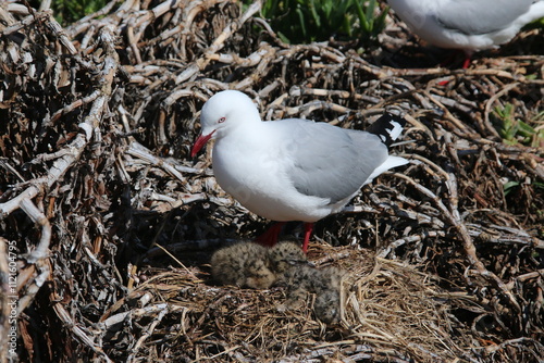 Mouette Scopuline