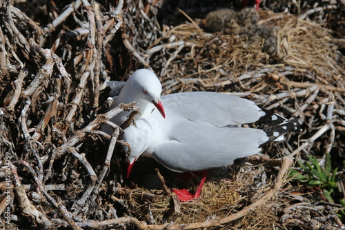 Mouette Scopuline