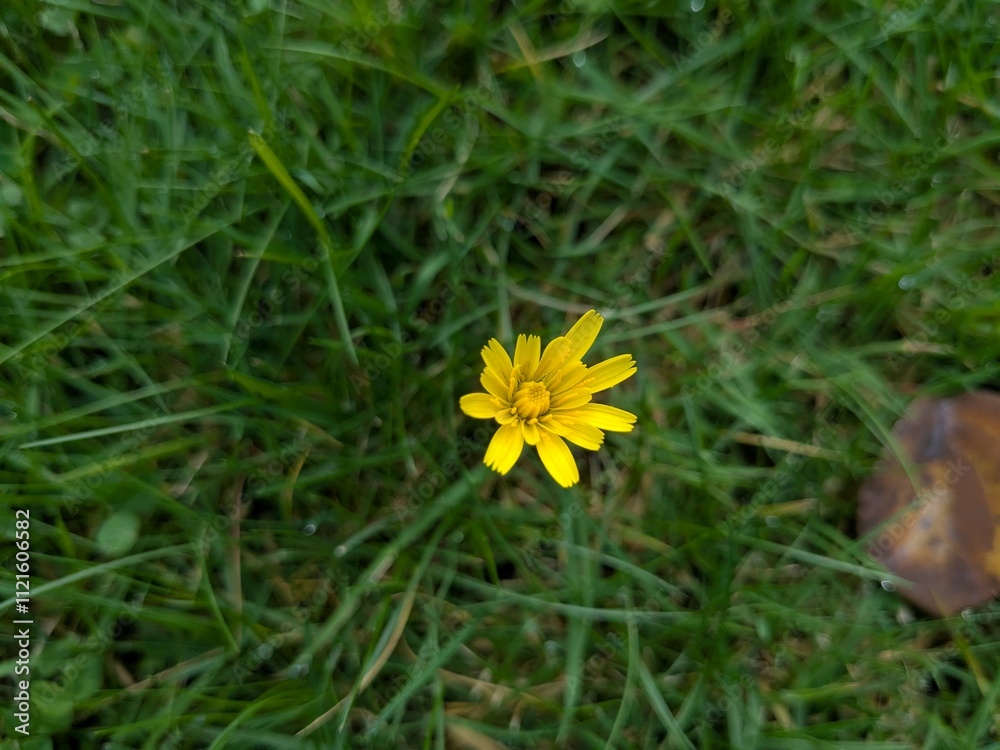 Microseris walteri. The murnong. Yam daisy is in green grass. Top view. Grass background Microseris walteri. The murnong. Yam daisy is in green grass. Top view. Grass background