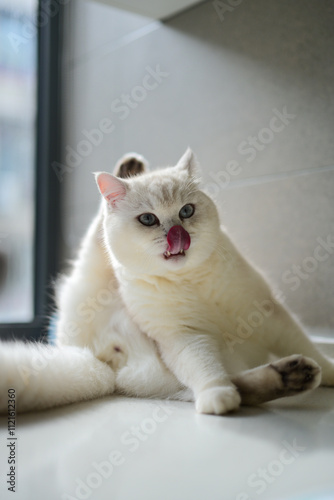 White kitten licking its fur on the table