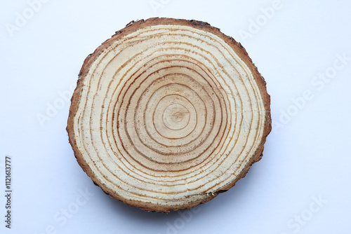 Cross section of a tree on a white background. Top view.