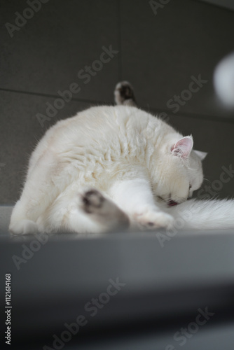 White kitten licking its fur on the table