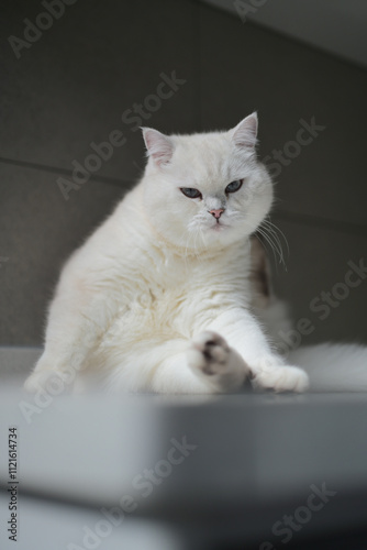 White kitten licking its fur on the table